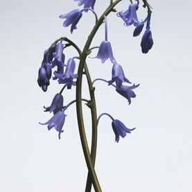 Wild Bluebell Body Mist