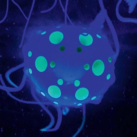 Jellyfish Aquarium
