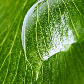 Sisley Ecological Compound serum texture shown as a clear gel drop on a vibrant green leaf, highlighting its fluid, lightweight consistency