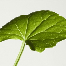 Mega Mushroom Restorative Skin Concentrate