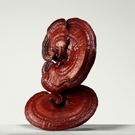 Mega Mushroom Restorative Skin Concentrate