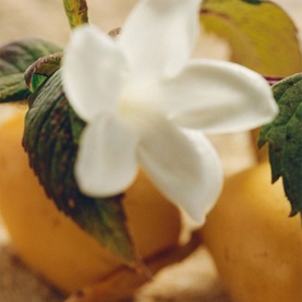 Close-up of white jasmine flower with green leaves and golden fruit, evoking CHLO&Eacute; Nomade Jasmin Naturel Intense Eau de Parfum 75ml