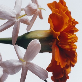 Jasmine Sambac & Marigold Cologne Intense Classic Candle