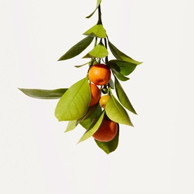 Crisp Citrus&trade; Moisturising Hand Cream