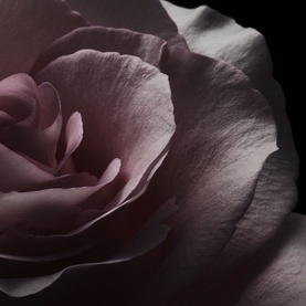 Moonlight Rose Eau de Parfum