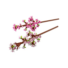 Cherry Blossoms