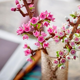 Cherry Blossoms