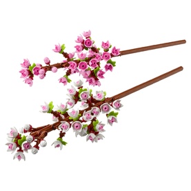 Cherry Blossoms