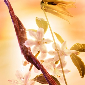 Joyphoria Eau de Parfum