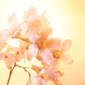 Joyphoria Eau de Parfum