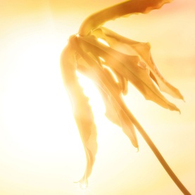 Joyphoria Eau de Parfum