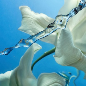 Calm Bliss Eau de Parfum