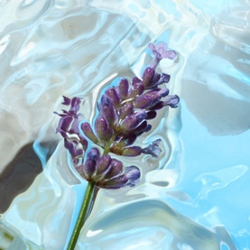 Calm Bliss Eau de Parfum