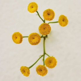 Immortelle Eau de Parfum