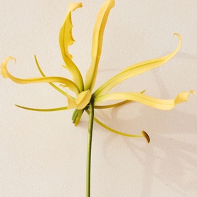 Ylang Cananga Eau de Parfum