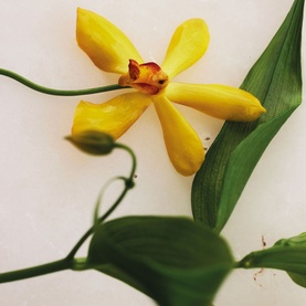 Vanilla Planifolia Eau de Parfum