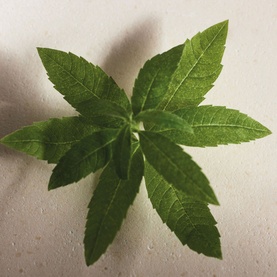 Verbena Eau de Parfum