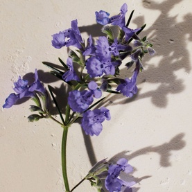 Hysope Eau de Parfum