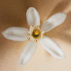 Neroli Eau de Parfum