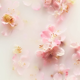 The Ritual of Sakura Concentrated Refill Hand Wash