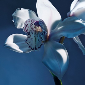 Orchid&eacute;e de Minuit Eau de Parfum