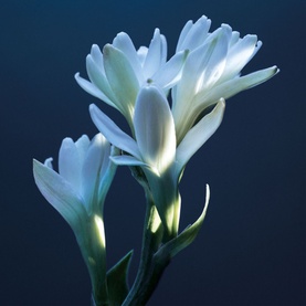 Tub&eacute;reuse Lazuli Eau de Parfum for Women