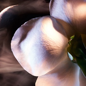 Rose on the Moon Eau de Parfum