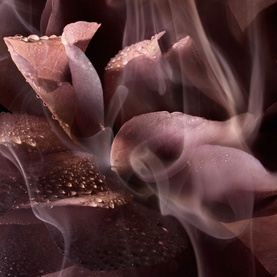 Rose or Die Eau de Parfum