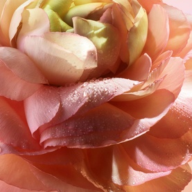 1001 Roses Eau de Parfum