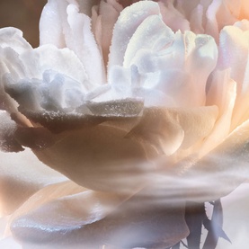 Not Your Rose Eau de Parfum