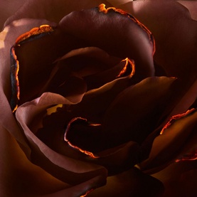 Hell of a Rose Eau de Parfum