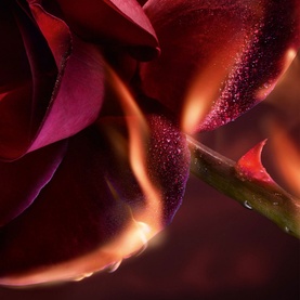 I Flamed a Rose Eau de Parfum