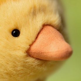 Rockhopper Duck