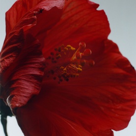 Red Hibiscus Intense Cologne