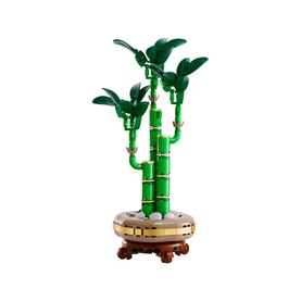 Botanicals Lucky Bamboo