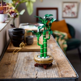 Botanicals Lucky Bamboo