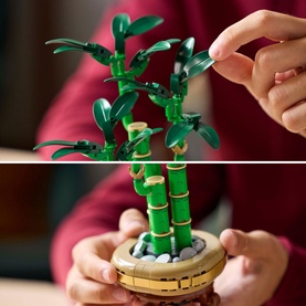 Botanicals Lucky Bamboo