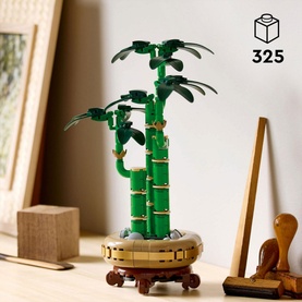Botanicals Lucky Bamboo