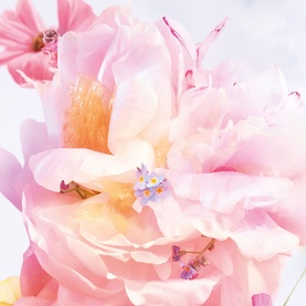 Dior Miss Dior Blooming Bouquet Mini Miss Solid Perfume lifestyle shot featuring soft pink peony blooms and delicate floral arrangement