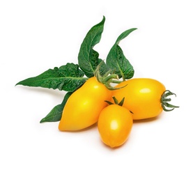 Lingot Yellow Mini-Tomato Seeds
