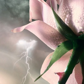 Storm and Roses Eau de Parfum