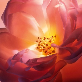 Hot as Rose Eau de Parfum