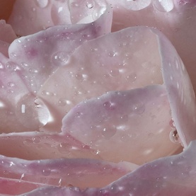 L'eau &Agrave; la Rose Eau de Toilette