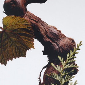 Cypress & Grapevine Classic Candle