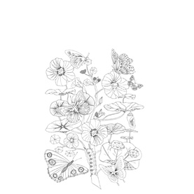 Naturalist Colouring Portfolio Kit