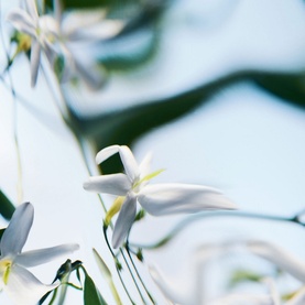 Blanche Absolu Eau de Parfum