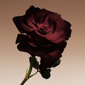 Armani Beauty EDP lifestyle shot featuring a single deep burgundy rose on a warm neutral background
