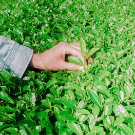 Organic Matcha Tea Traditional 50g