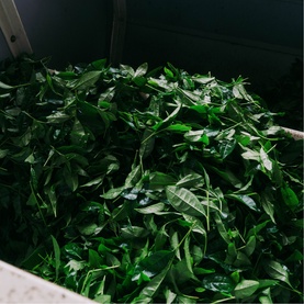 Organic Matcha Tea Ceremonial 50g