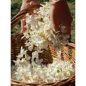 Gelsomino A Freddo Eau de Parfum